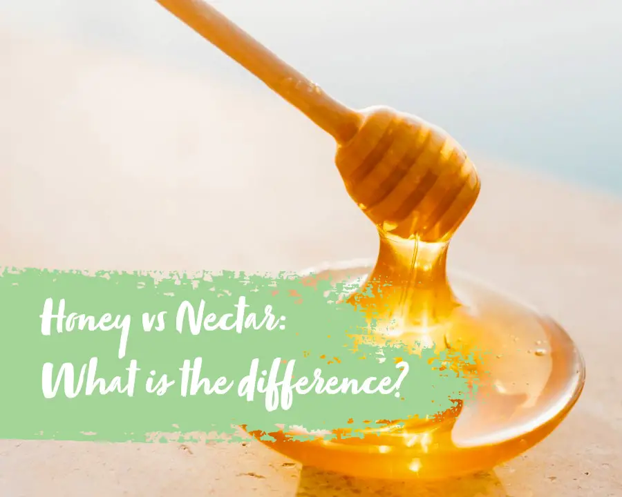Is there a difference honey and nectar?