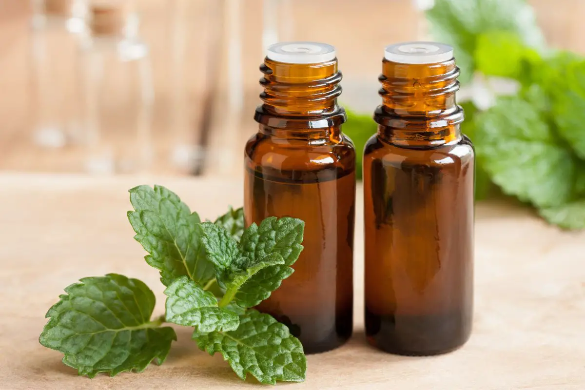 Is Peppermint Oil Stronger Than Peppermint Extract